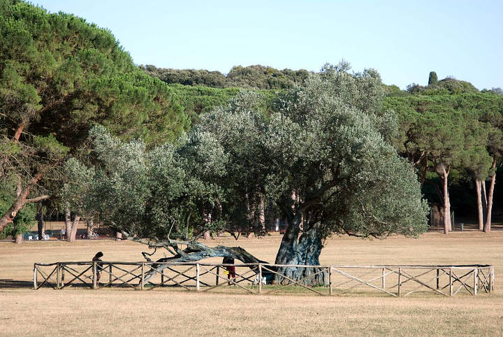 Sehenswürdigkeiten Istrien - 1600 year old olive tree on Brijuni, Croatia.